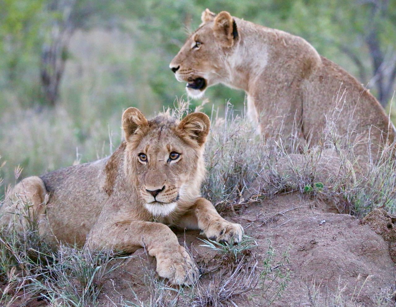 Lions in Kruger National Park