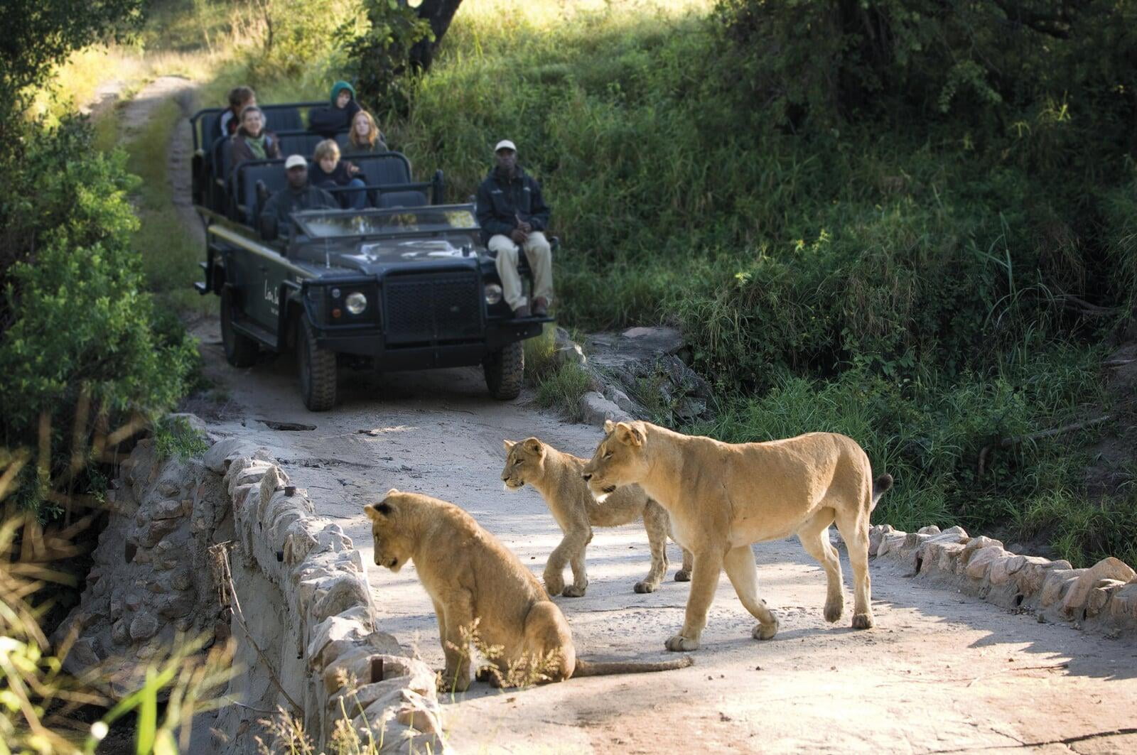 Safari Game Drive