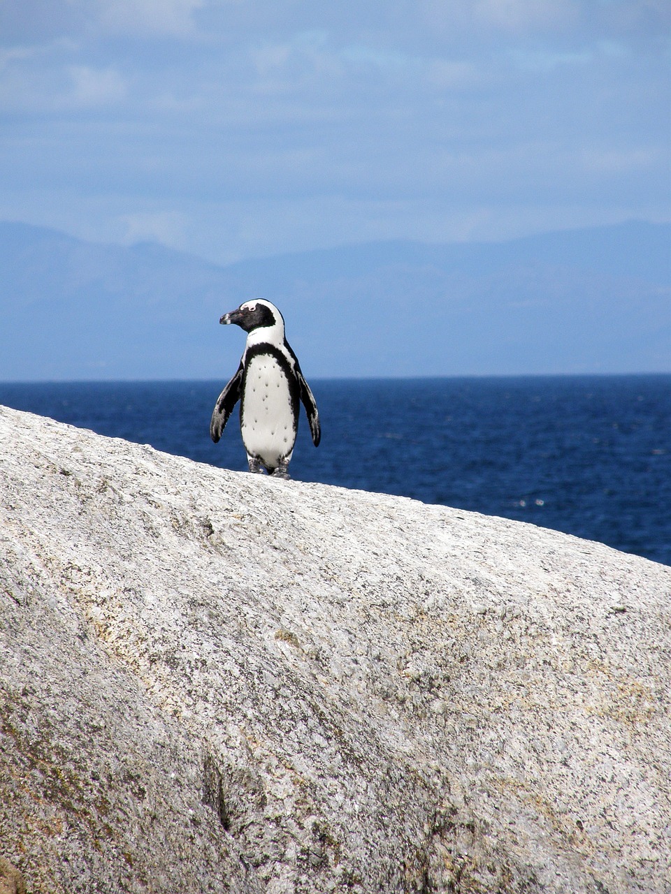 Penguins at Boulders Beach, Cape Town